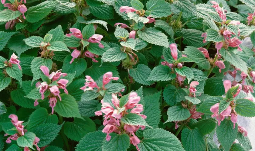 Lamium orvala