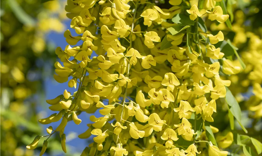 Laburnum anagyroides