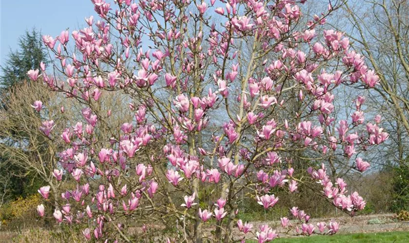 Magnolia 'Raspberry Ice', Stamm