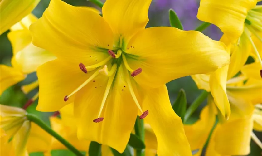 Lilium 'Pearl Melanie'