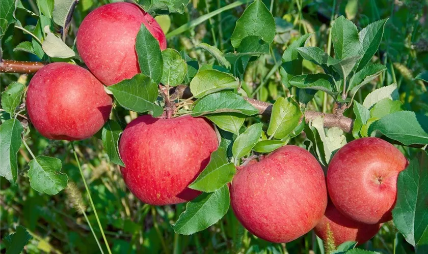 Winterapfel 'Fürst Bismarck'