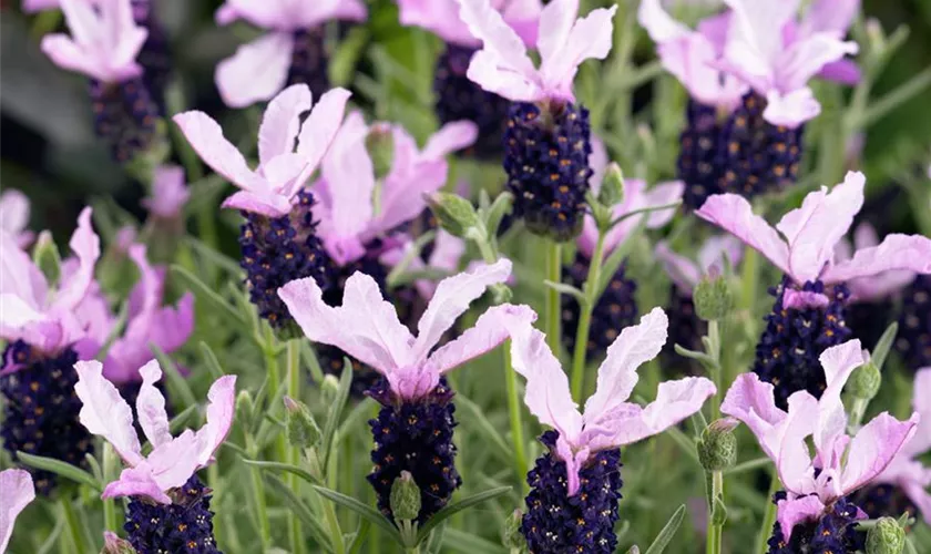 Lavandula stoechas 'Little Bee'®