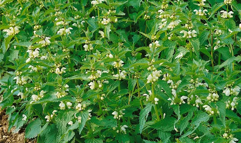 Lamium orvala 'Album'