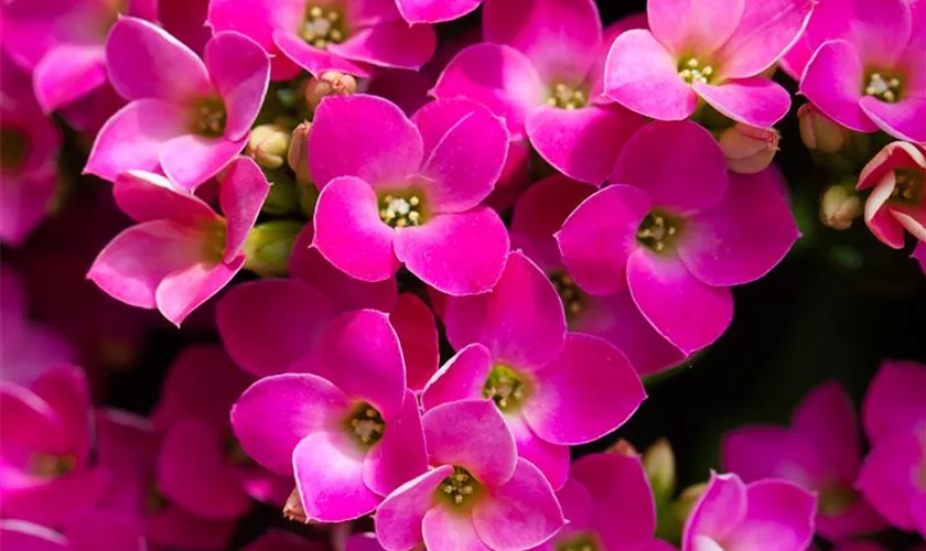 Kalanchoe blossfeldiana 'Violetta'