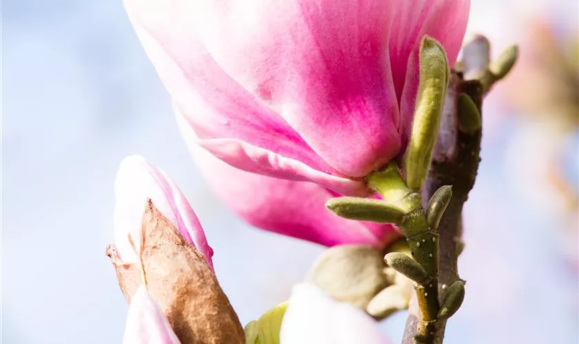 Magnolia 'Red Lucky'