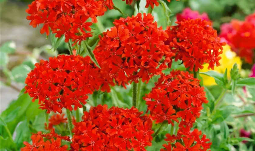 Lychnis chalcedonica