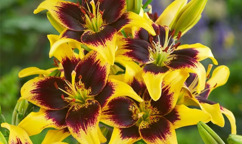 Lilium 'Pieton'