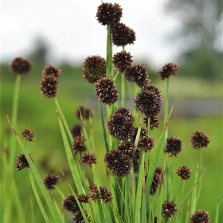 Juncus ensifolius 'Starhead'