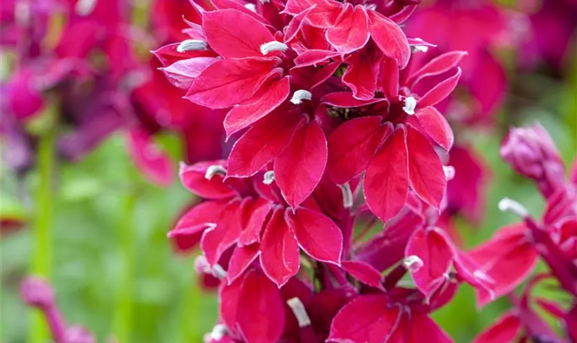 Lobelie 'Fan Burgundy'