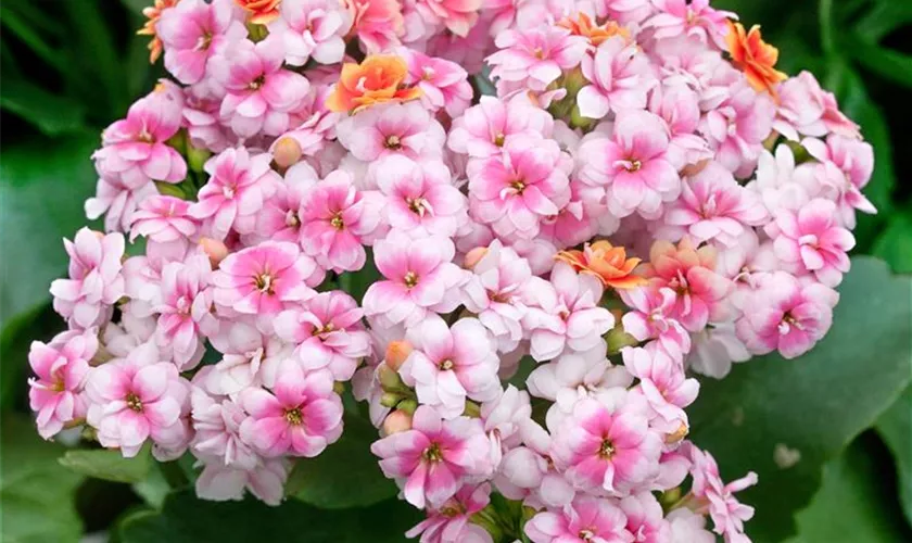 Kalanchoe 'Blossom Pink'