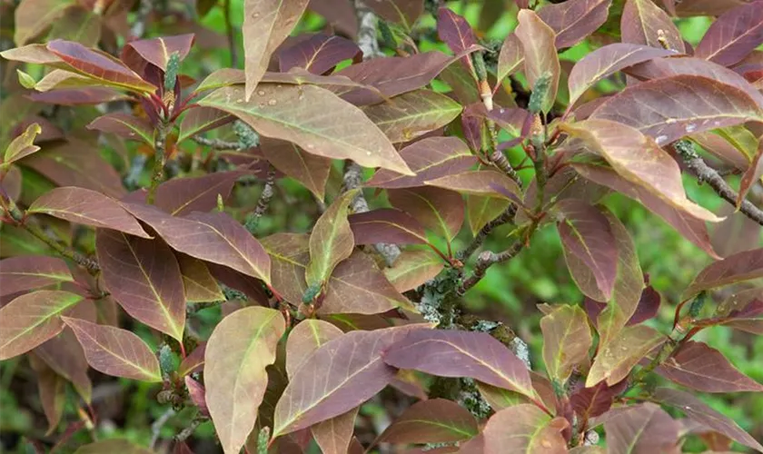 Weidenblättrige Magnolie