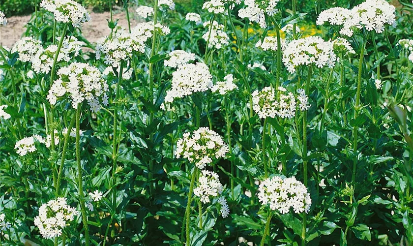 Lychnis chalcedonica 'Alba'