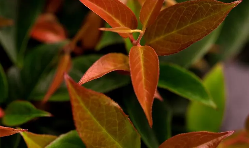 Leucothoe fontanesiana 'Lovita'