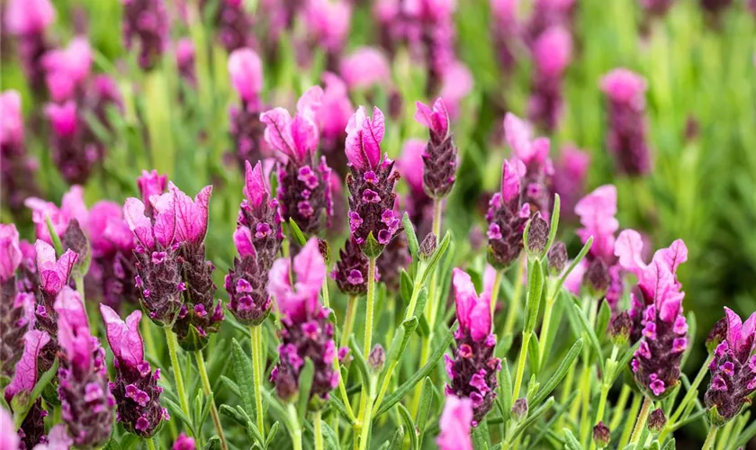 Lavandula stoechas 'Papillon'