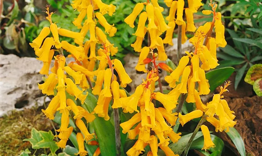 Lachenalia 'African Beauty'