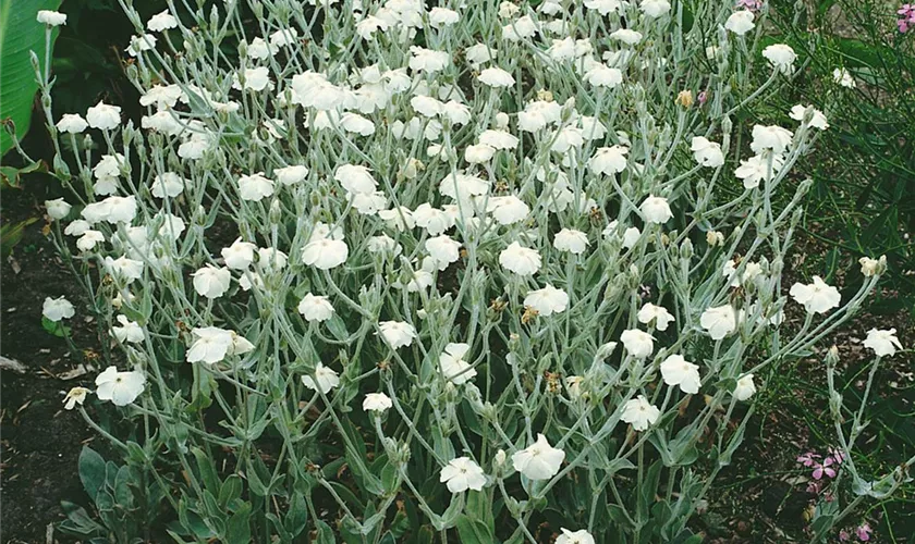 Vexiernelke 'Alba'