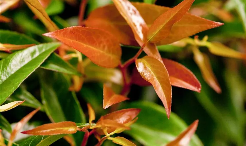 Traubenmyrthe 'Royal Ruby'