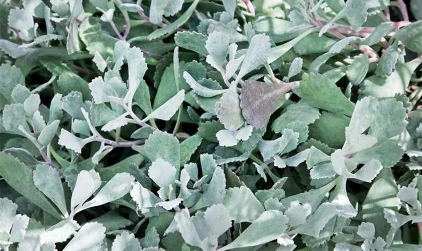 Kalanchoe bracteata 'Silver'