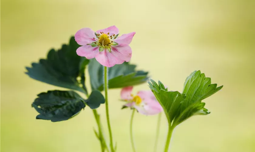 Fragaria x ananassa 'Rosana'