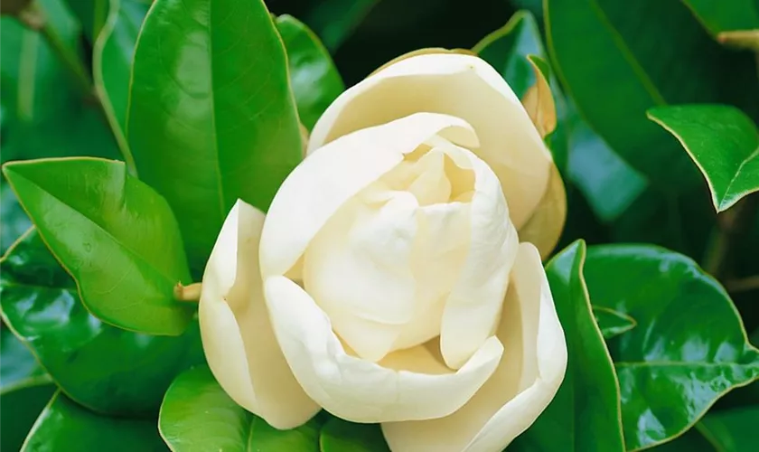 Sommer-Magnolie 'Plena'