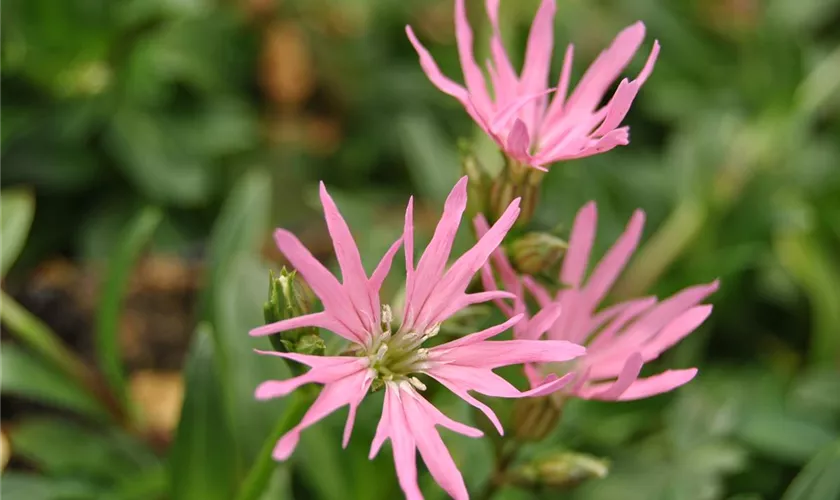 Lychnis flos-cuculi 'Nana'