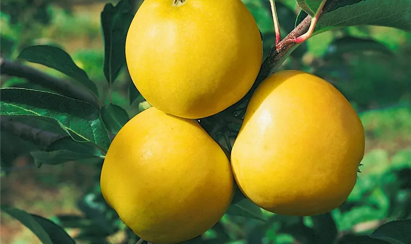 Apfel 'Gelbe sächsische Renette'