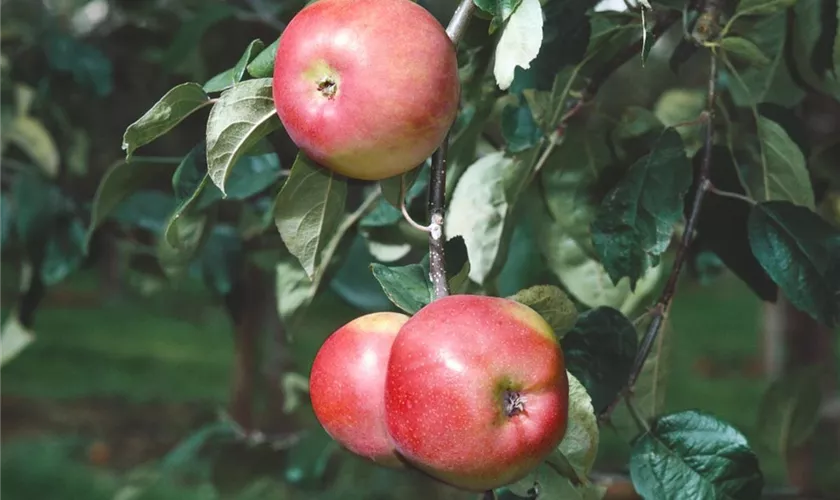 Winterapfel 'Schöner von Nordhausen'