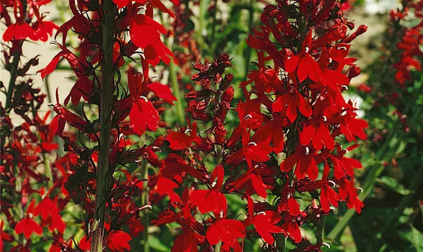 Prächtige Lobelie 'Zinnoberrosa'