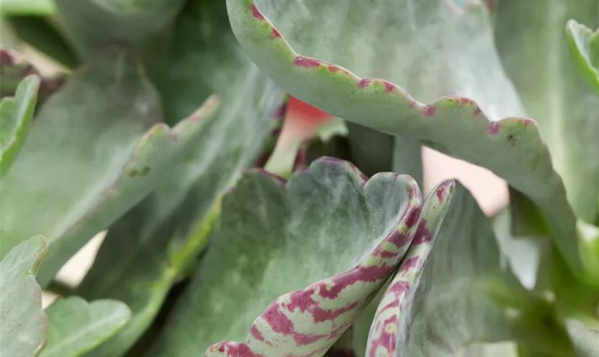 Kalanchoe humilis 'Desert Surprise'