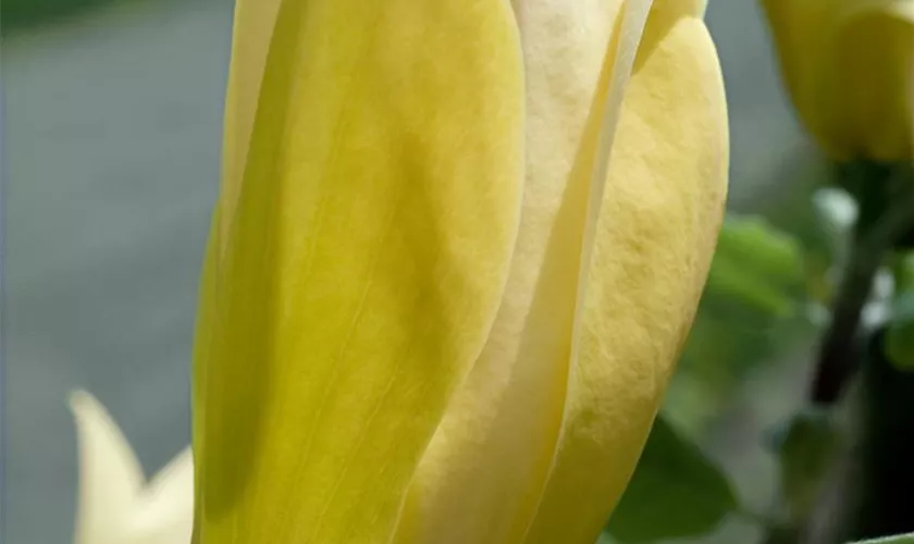 Magnolia 'Solar Flair'