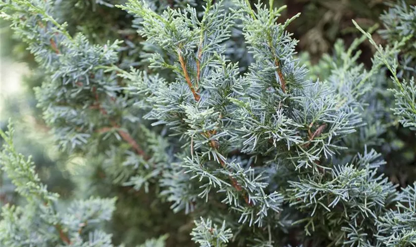 Juniperus chinensis 'Blaauw'