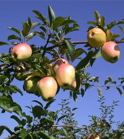 Obstbäume veredeln – frische neue Früchte