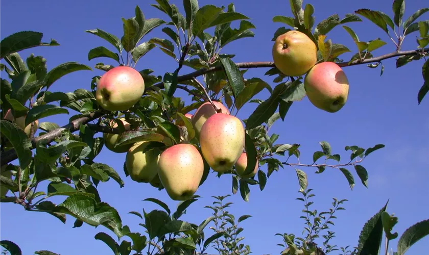 Winterapfel 'Gelber Bellefleur'