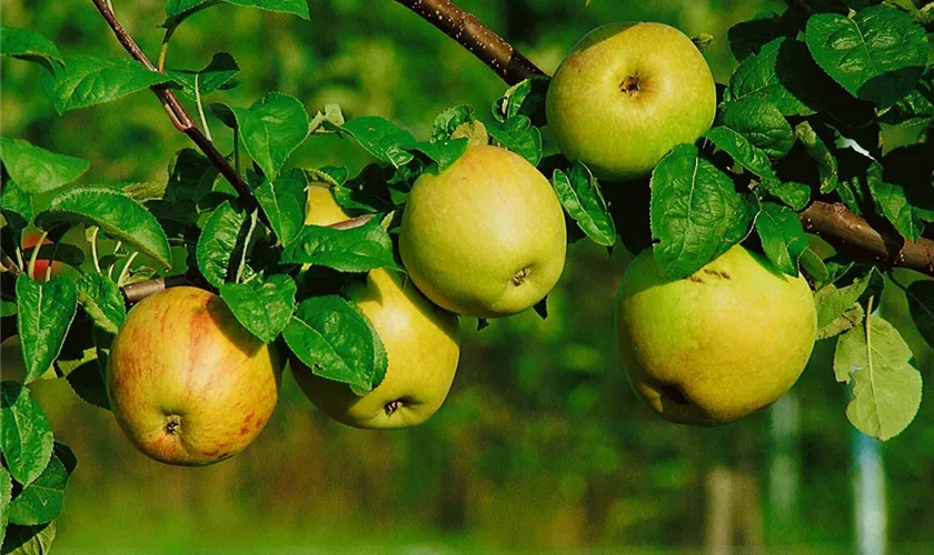 Malus domestica 'Schöner von Wiltshire'