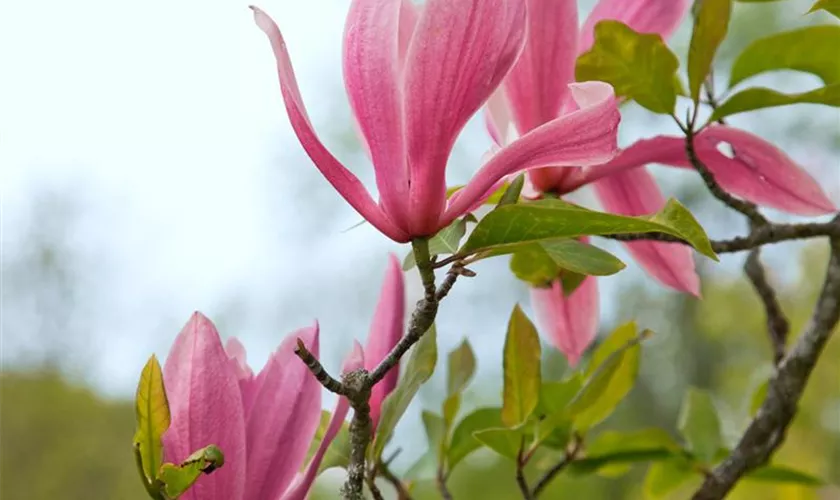 Magnolia 'Spectrum'