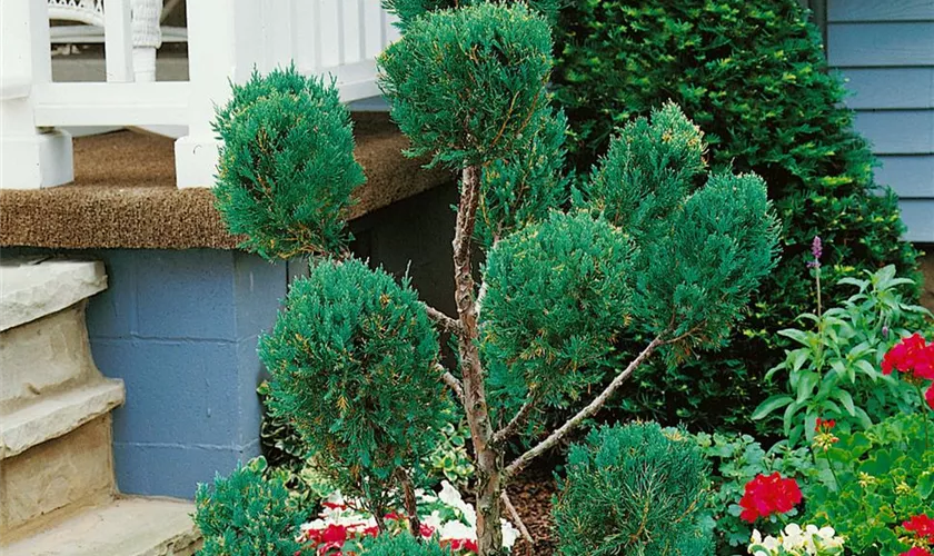 Juniperus chinensis 'Blue Point'