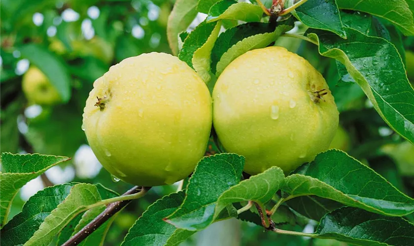 Malus domestica 'Seestermüher Zitronenapfel'