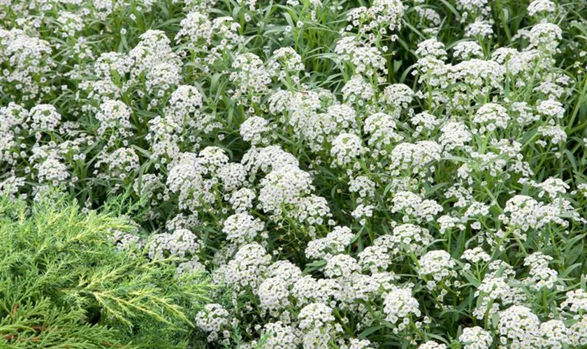 Lobularia maritima