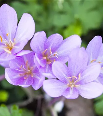 Gartenzauber im Zaubergarten. Etwas Magie gefällig?