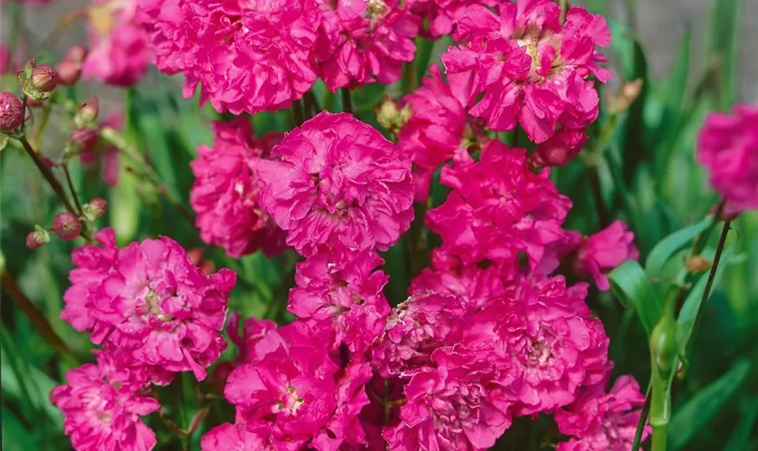 Lychnis viscaria 'Plena'