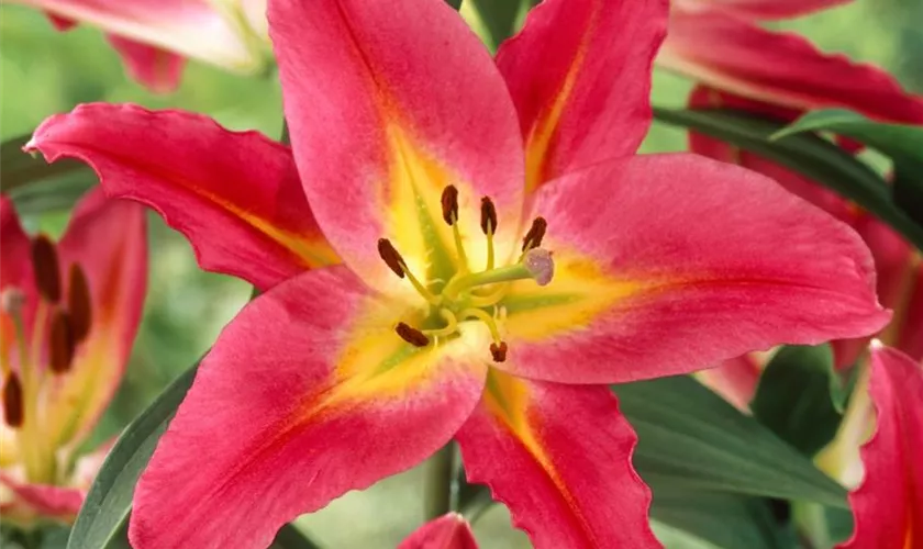 Lilium 'Satisfaction'®