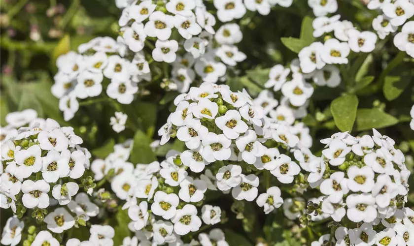 Lobularia maritima 'Clear Crystal White '