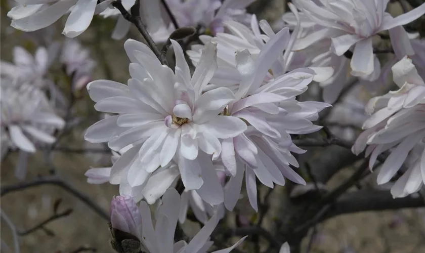 Sternmagnolie 'Chrysanthemumiflora'