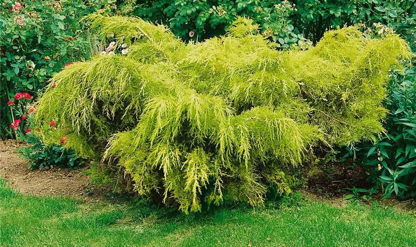 Juniperus chinensis 'Golden Glow'