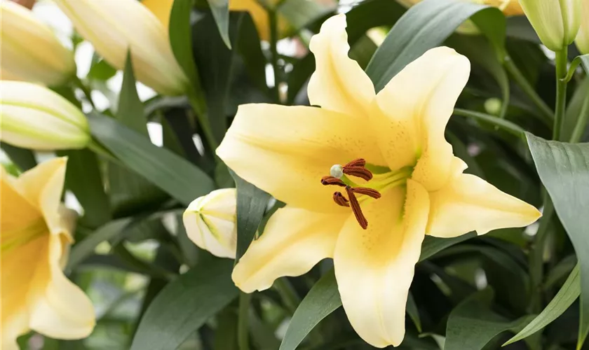 Lilium 'Solange'