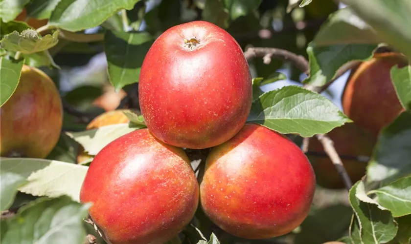 Apfel 'Gerlinde'®