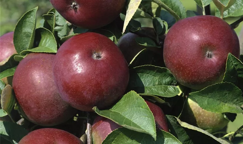 Malus domestica 'Starkspur McIntosh'