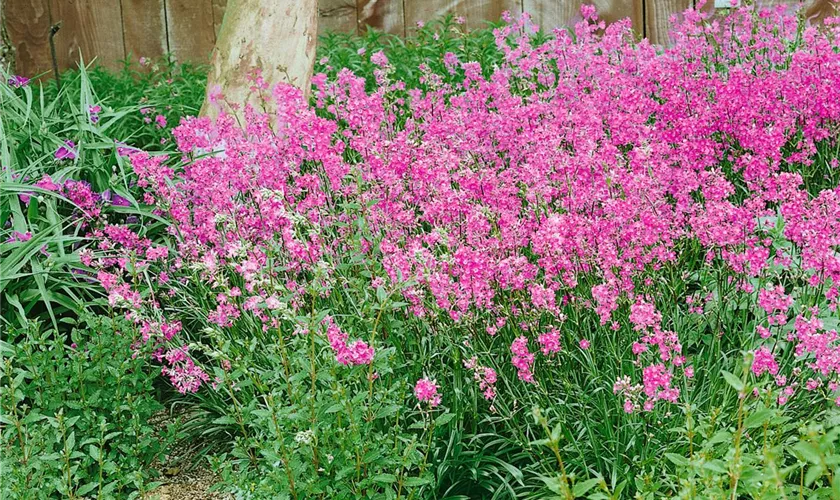 Lychnis viscaria 'Splendens'