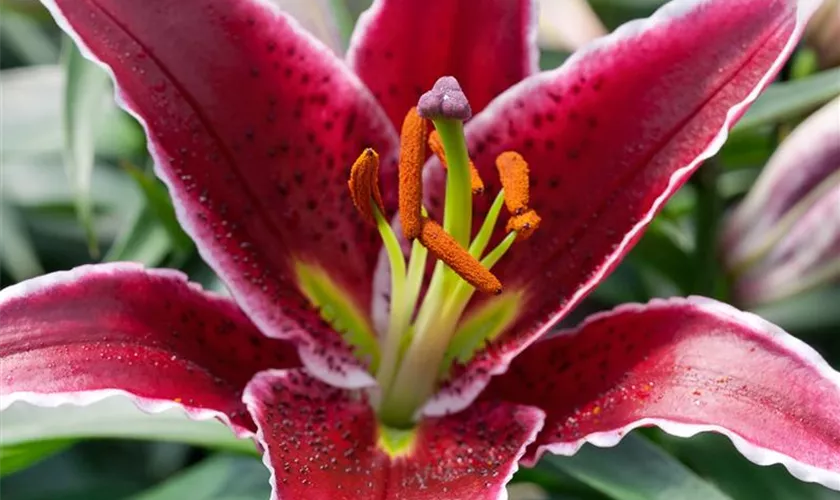 Lilium 'Starfighter'