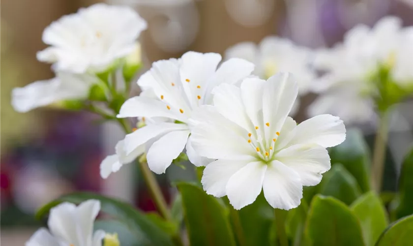 Lewisia cotyledon 'Eldora'